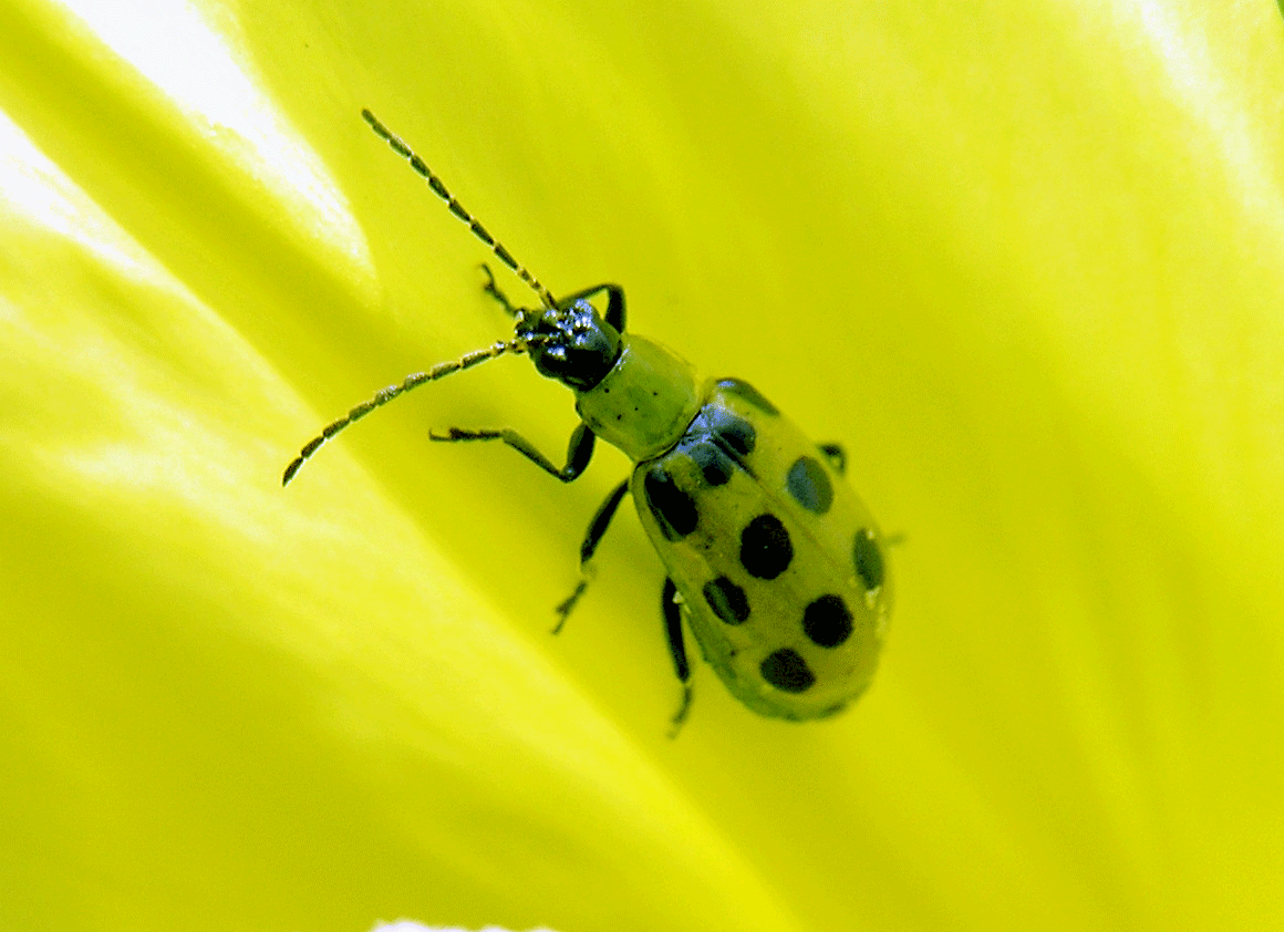 Small Yellow Bug With Black Spots