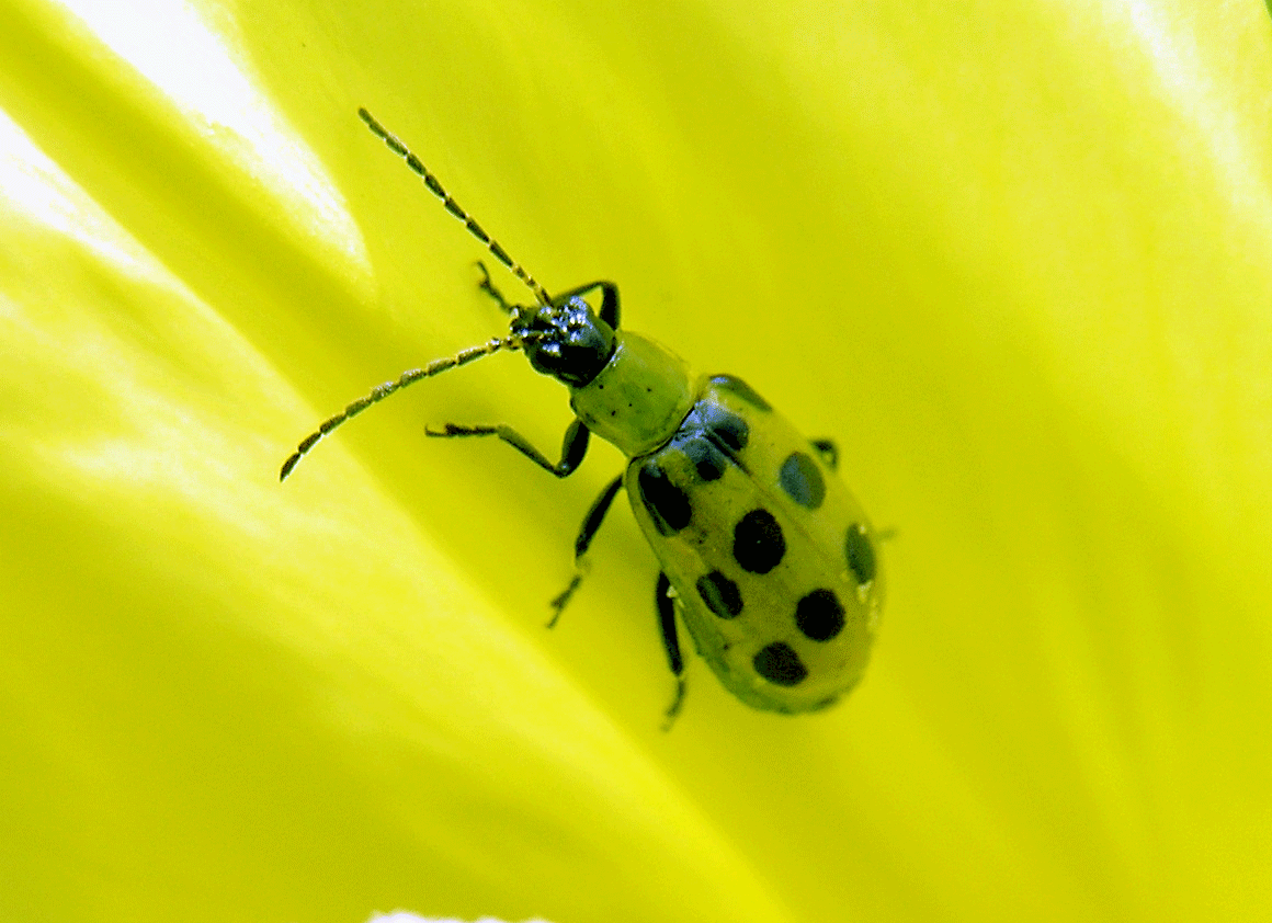 Beetles   SpottedCucumberBeetle 